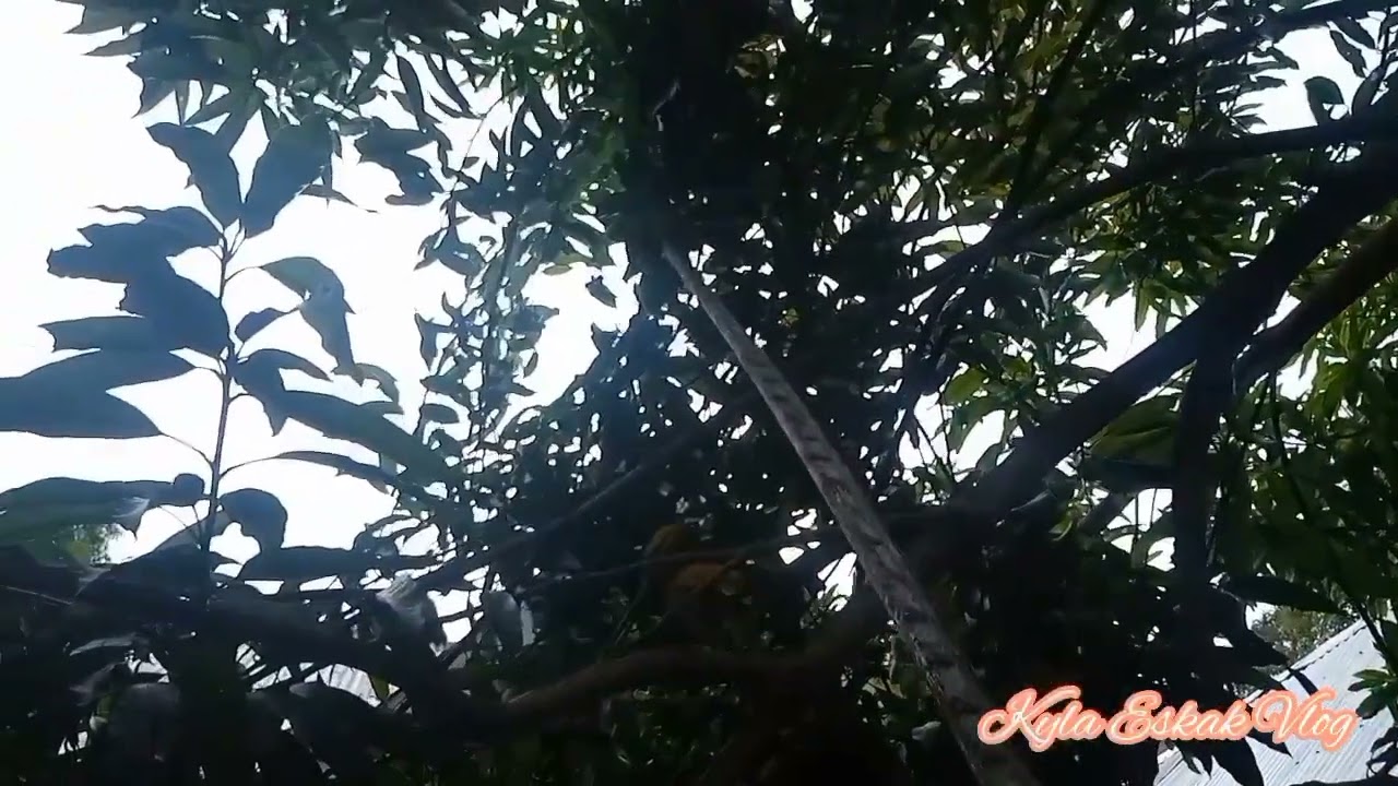 Life in province... harvesting  sweet mango with my friend.