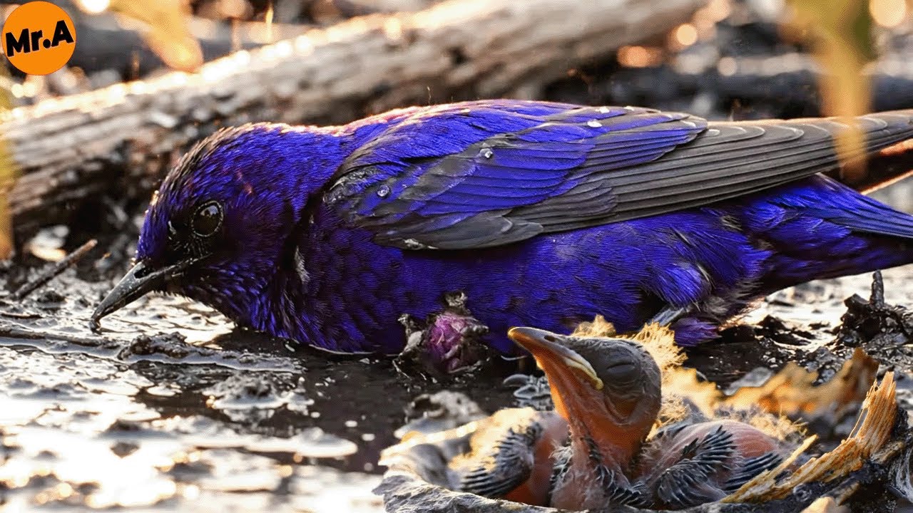 Heartbreaking Rescue of a Mother Purple Martin and Her Baby Trapped in Storm Debris