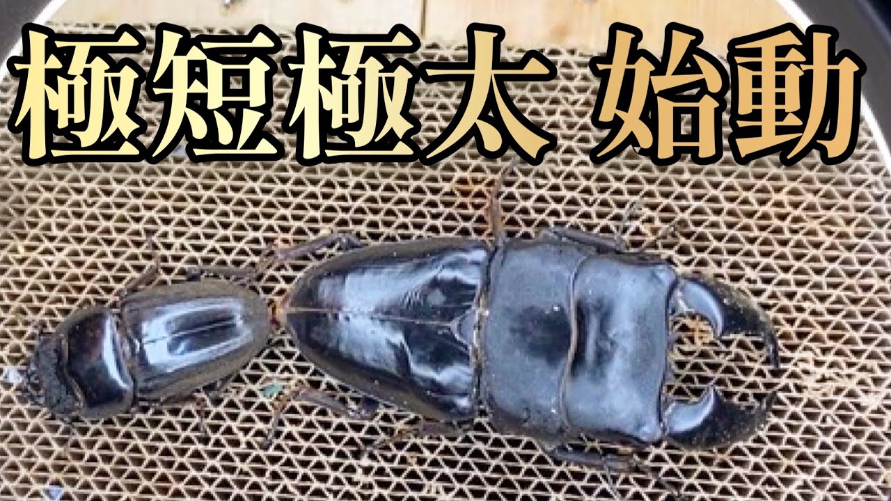 【ハンドペアリング】凶暴なヒラタクワガタの顎をピンセットで摩ると･･･