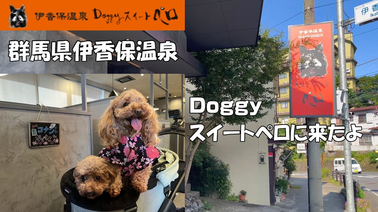 【伊香保温泉 Doggyスイートペロ】 こなできょうだい 群馬県渋川市の愛犬と泊まれる宿「伊香保温泉 Doggyスイートペロ」 一泊二日の旅 愛犬と露天風呂付き客室を満喫！ 伊香保温泉を堪能（松本楼）