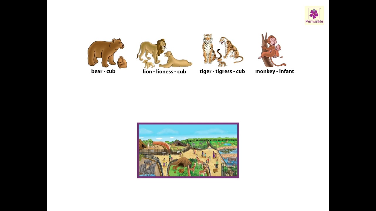 Wild Animals | Now You Know Book A | Periwinkle