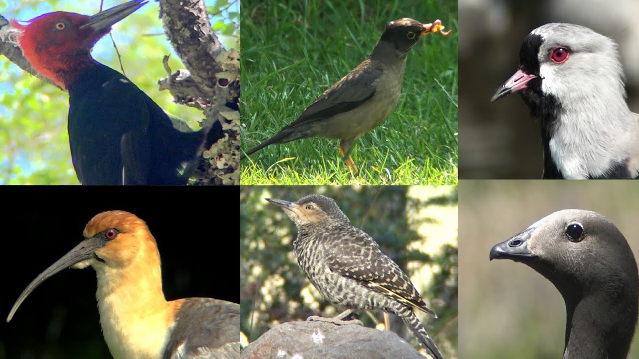 AVES del BOSQUE ANDINO PATAGÓNICO
