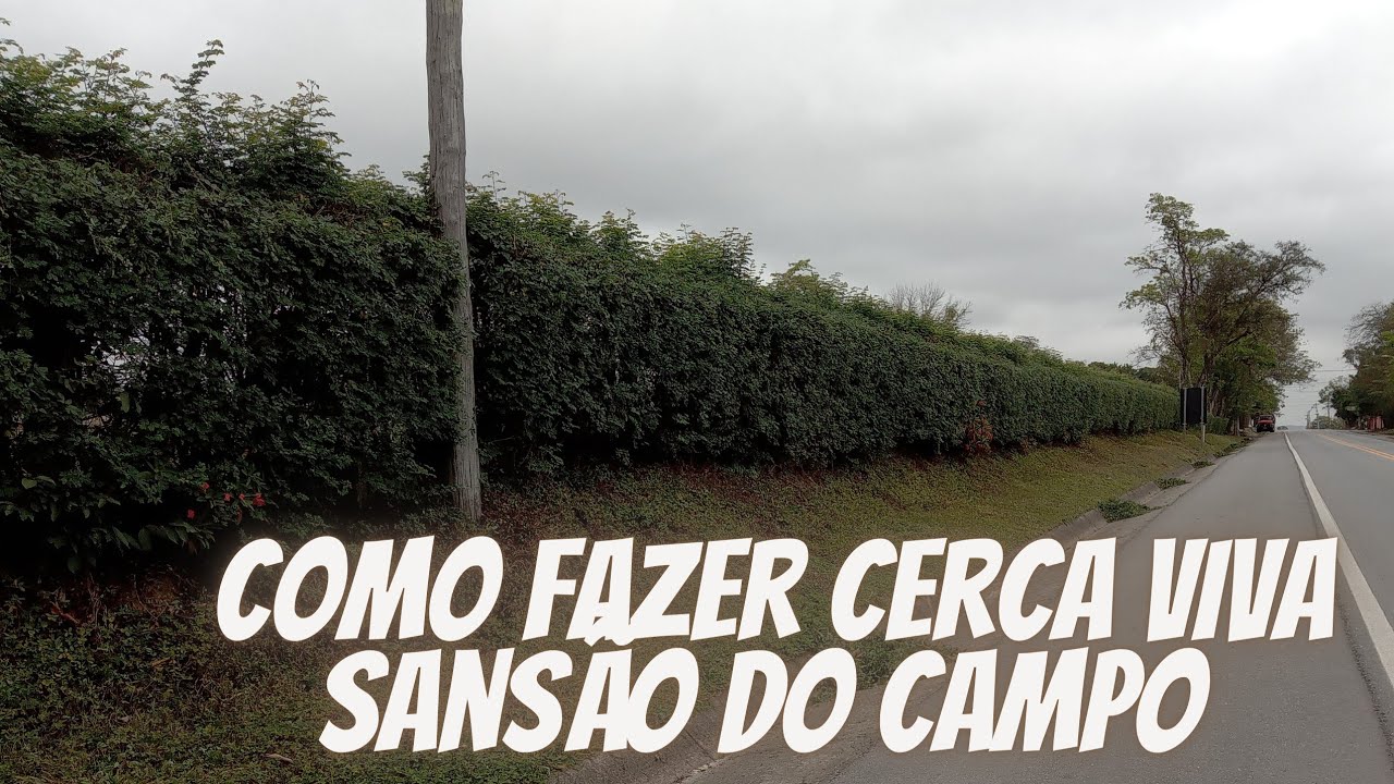 como fazer cerca viva de Sansão do campo a partir de sementes.