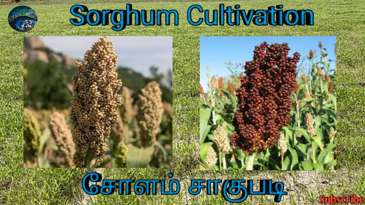 Sorghum Cultivation || சோளம் சாகுபடி || Tamil || தமிழ்