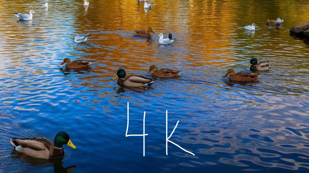 Birds and Ducks in the Park | Relaxing ASMR with Nature Sounds