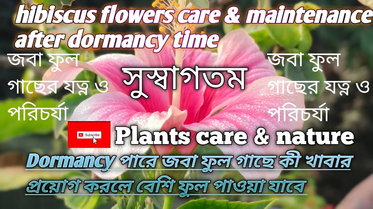 Dormancy পরে জবা ফুল গাছের যত্ন ও পরিচর্যা 