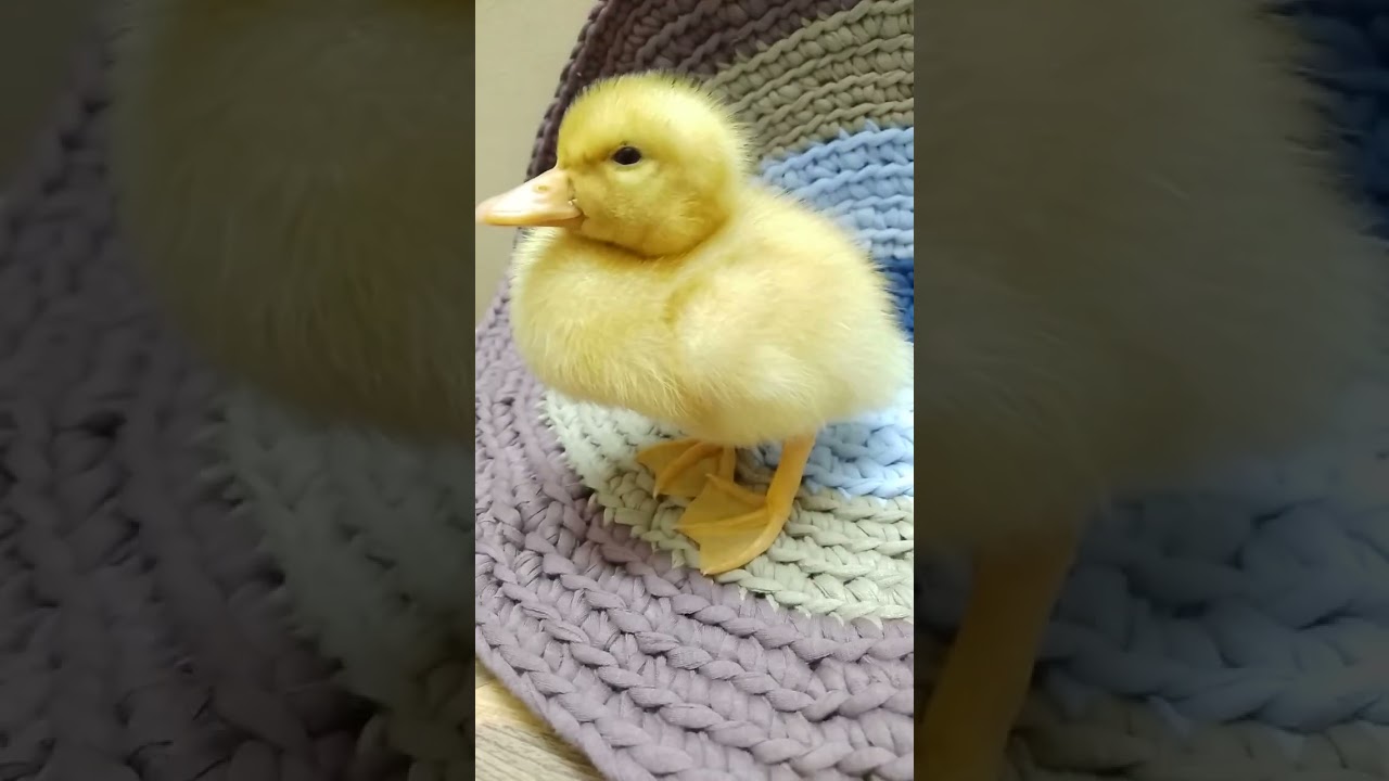 Duck🦆