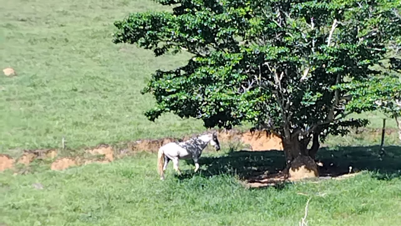 NASCERAM OS PINTINHOS 