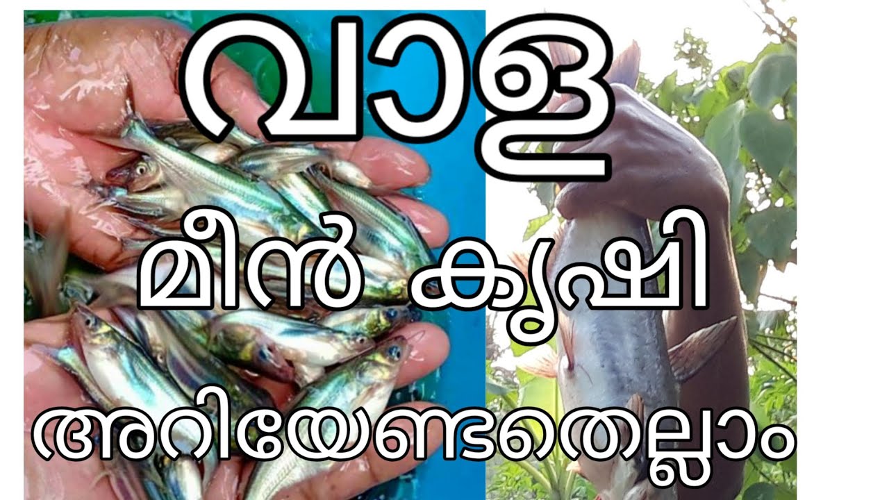 വാള മീൻ കൃഷി /pangasius fish farming.