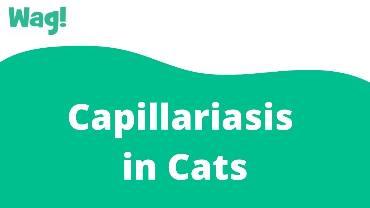Capillariasis in Cats | Wag!