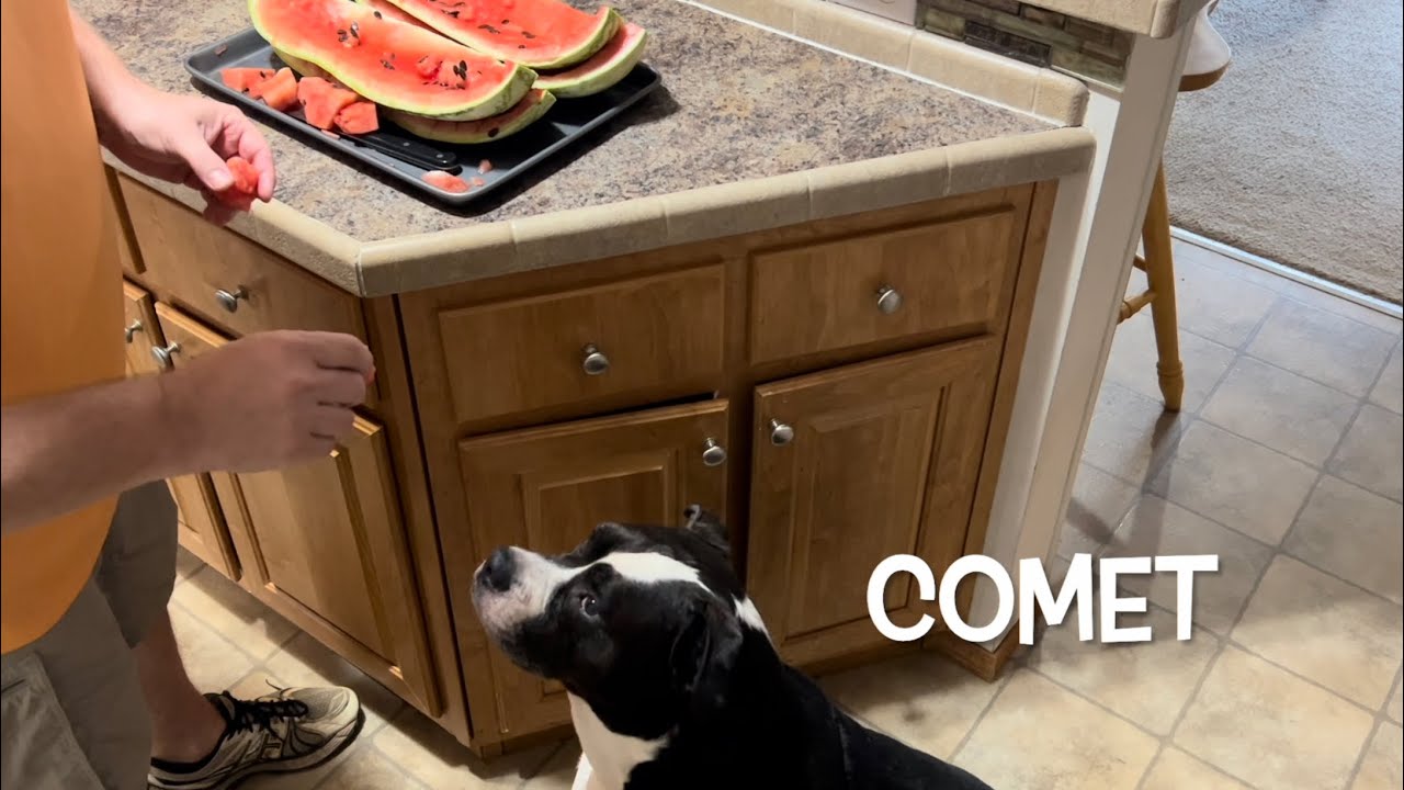 Georgia Rattlesnake Watermelon Taste Testing