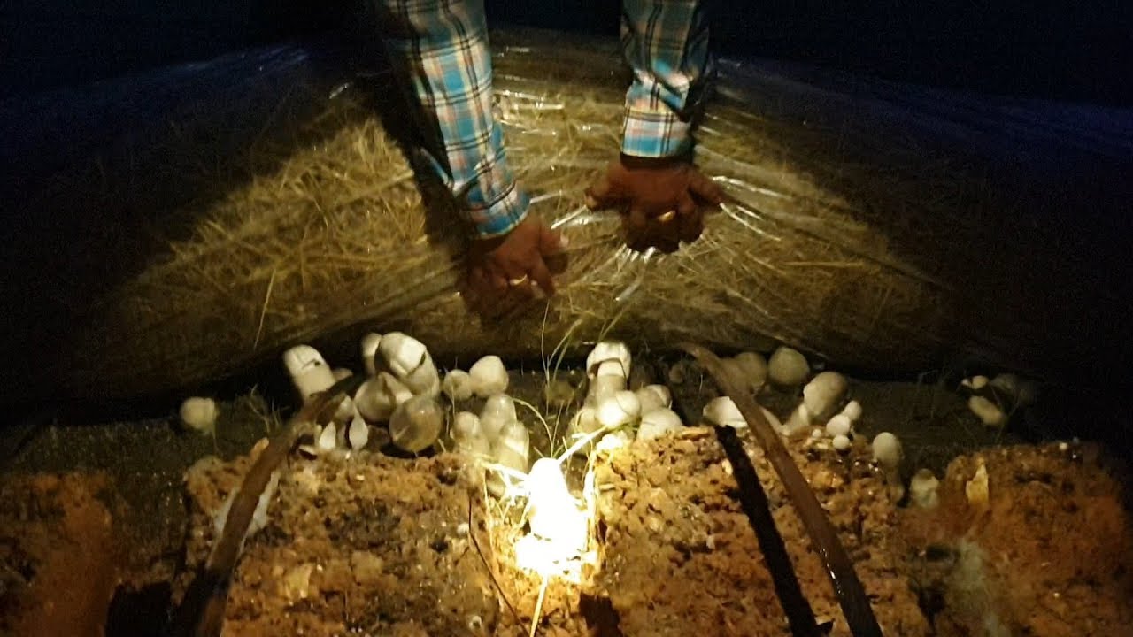 เห็ดกองเตี้ยบนที่ดอน ตอนที่2เปิดอากาศตัดใย/เก็บเห็ด