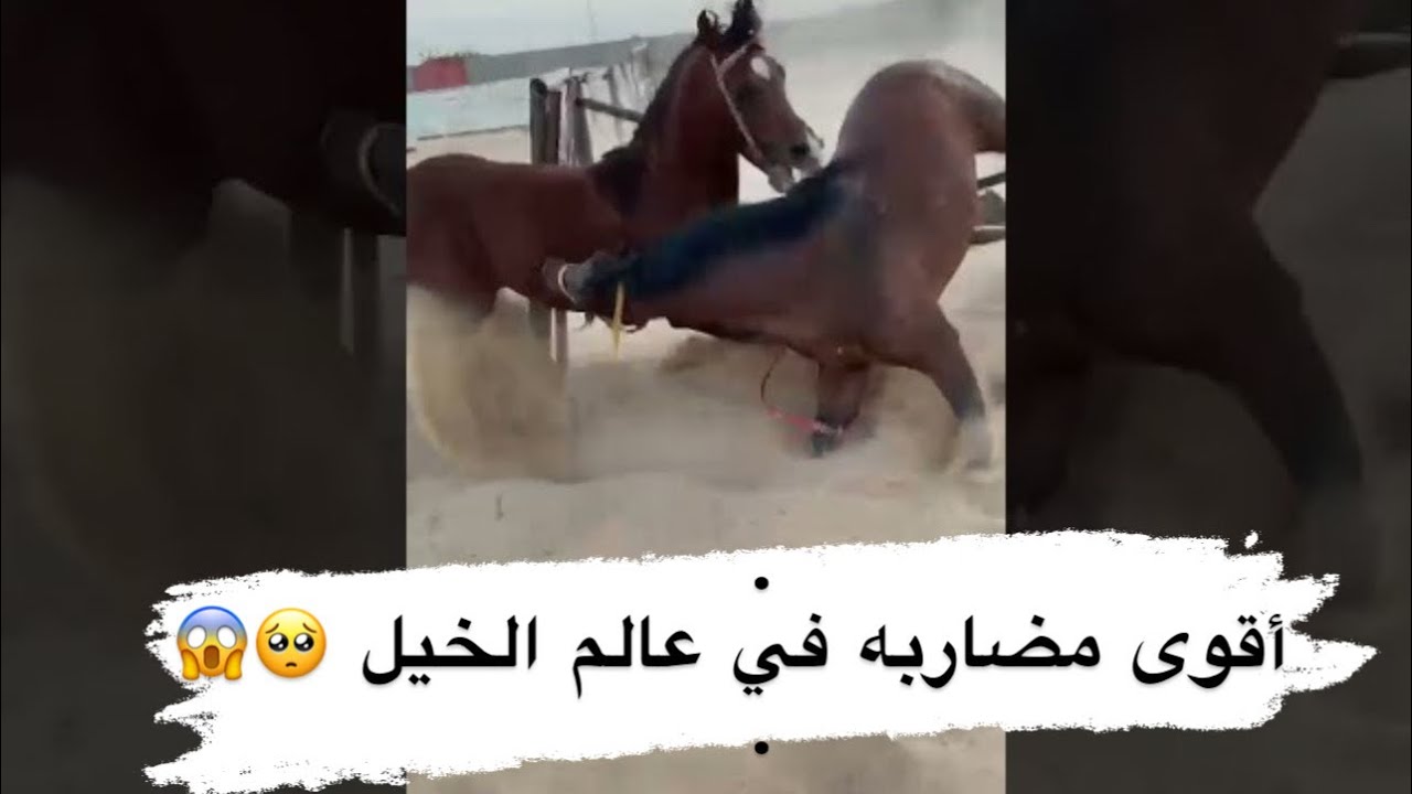 الحصان أصيل هرب وتضارب مع نبراس 😱