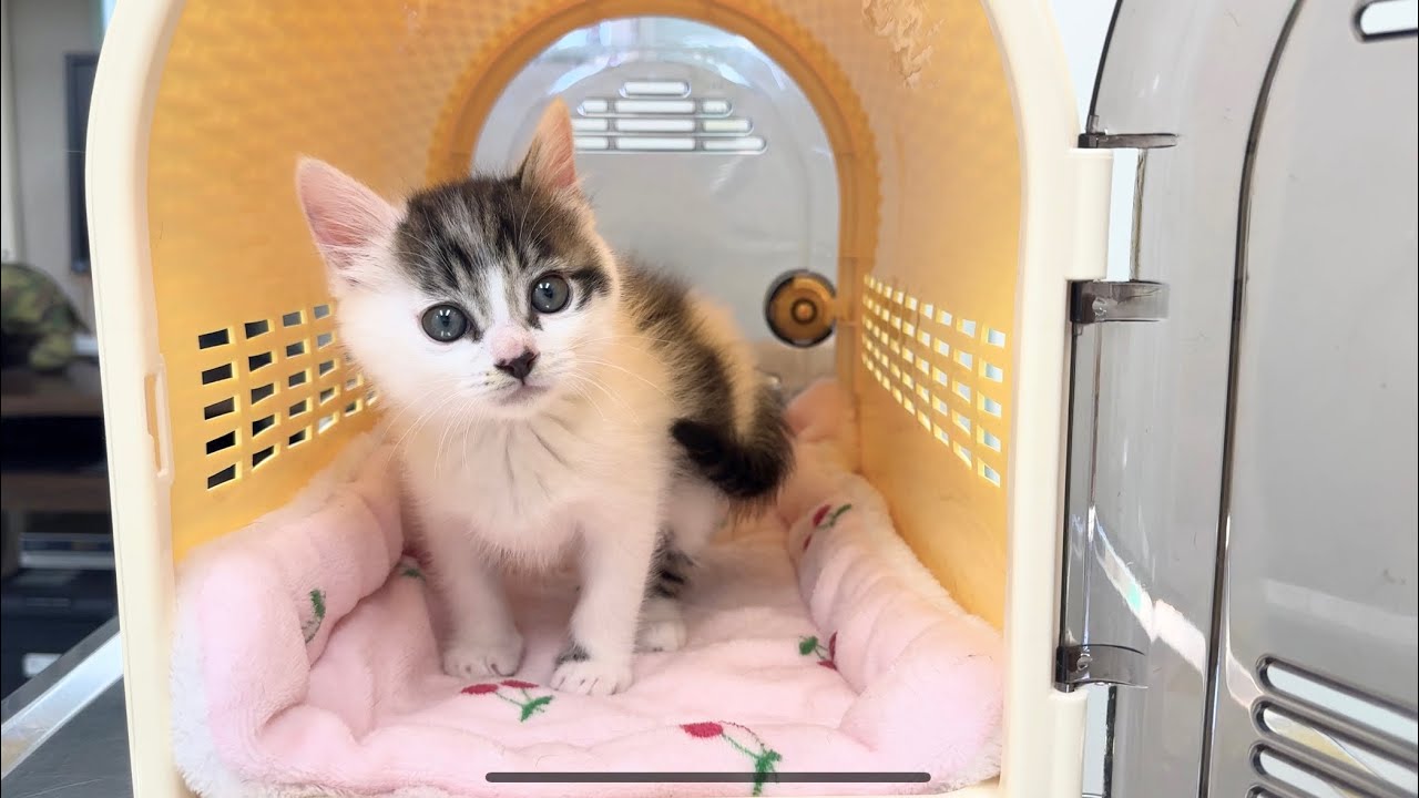 初めての注射でいつも元気な子猫が‥【坊ちゃん日記#22&たこやき君日記】A kitten receiving its first injection