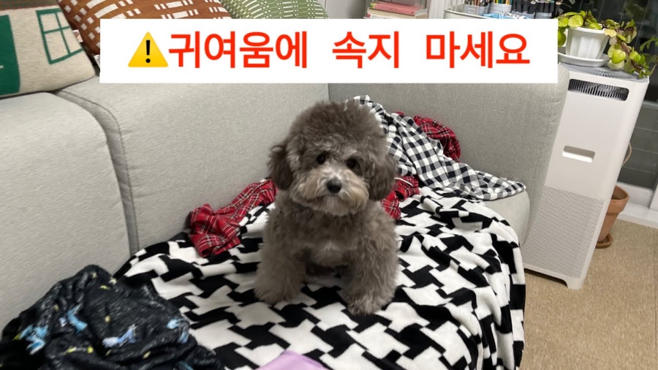 실버푸들이 서열 1위가 된 진짜 이유