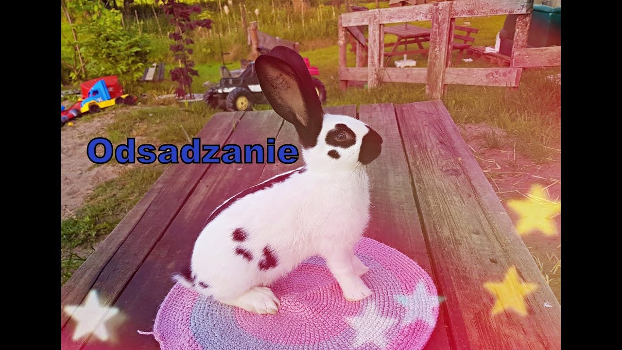 Odsadzanie młodych - co nowego?