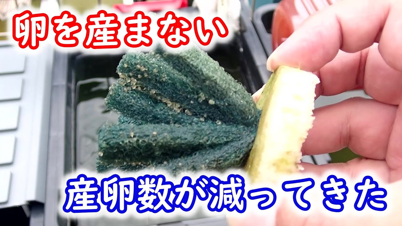 【めだか】メダカが卵を産まなくなってきたらどうするか？