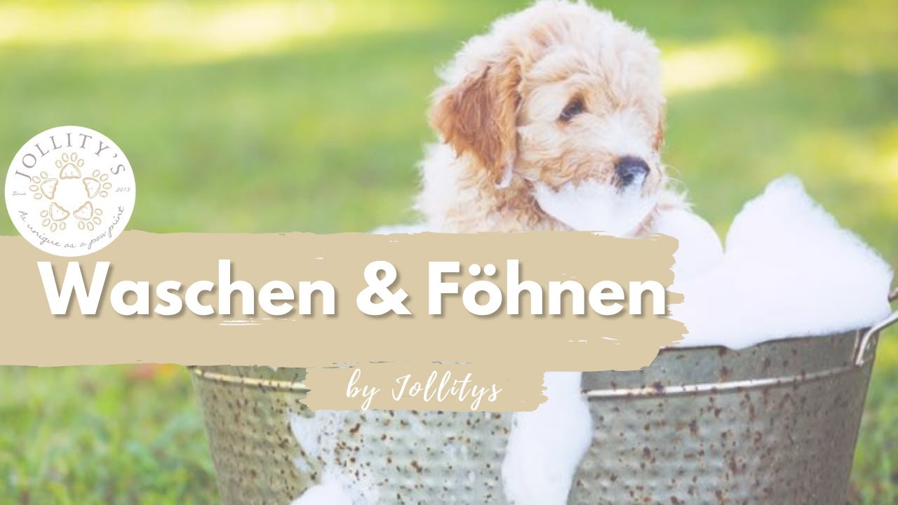 ALD (Australian Labradoodle) Wasch & Föhn Anleitung: Expertenrat für Hundebesitzer | Dog Grooming