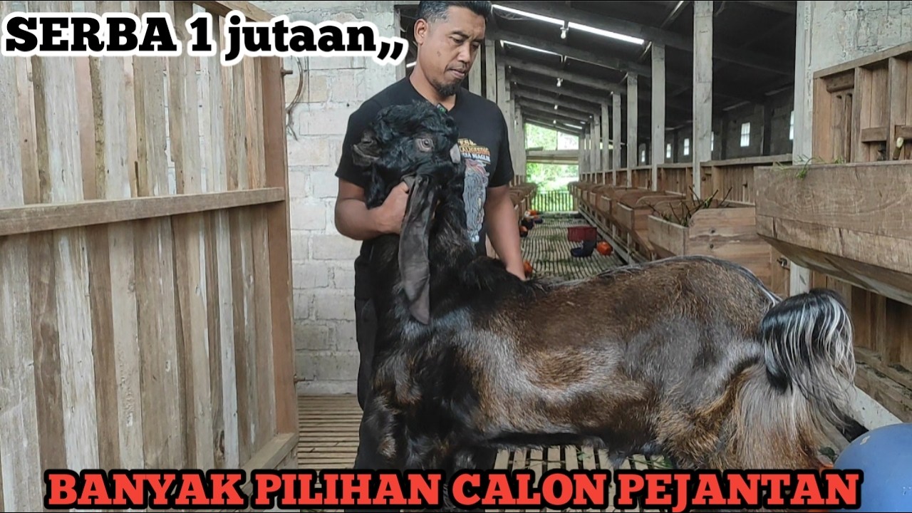 CALON PEJANTAN PERANAKAN ETAWA KALIGESING TERMURAH @alekbudisantoso9048 