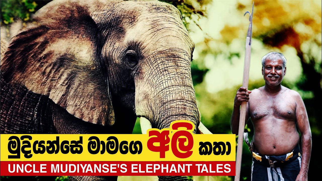 මුදියන්සේ මාමගෙ අලි කතා | Uncle Mudiyanse's Elephant Tales | Elephant | Mahout @MachangCeylonians