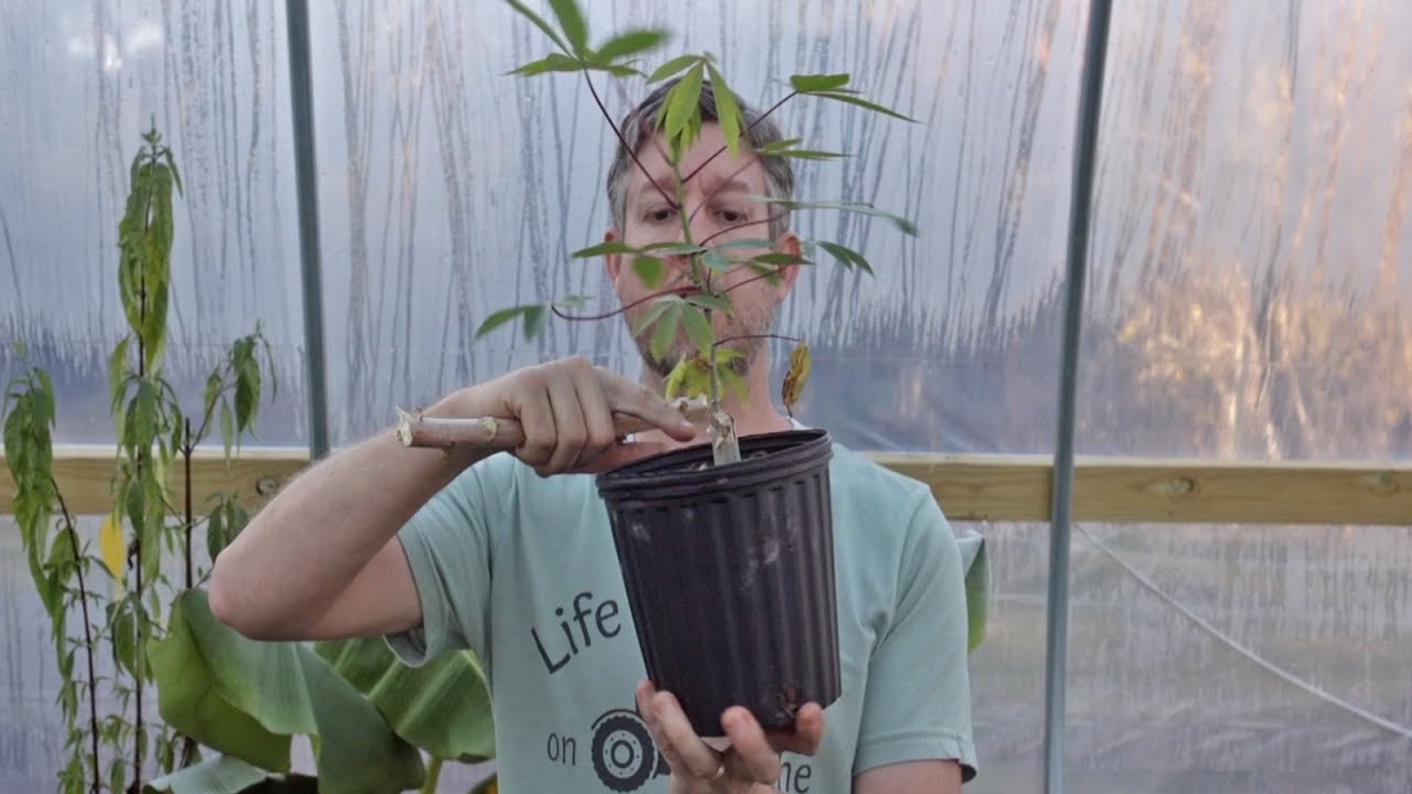 Growing Cassava and Keeping it Alive Through Winter in Zones 8, 9 and 10