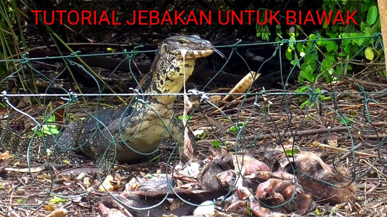 jerat biawak jitu