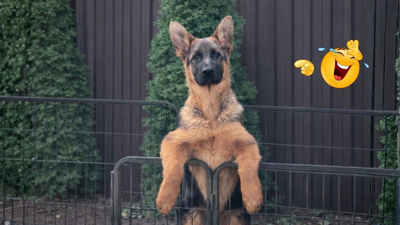 I Asked for a Dog&hellip; But Got a Full-Time Comedian Instead 😂🐶 Funniest Dog Moments Ever