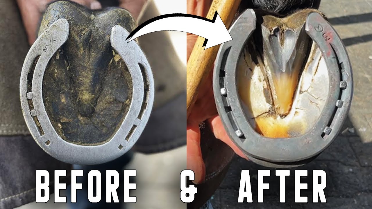 Hind Hoof Restoration - Farrier - Oddly Satisfying