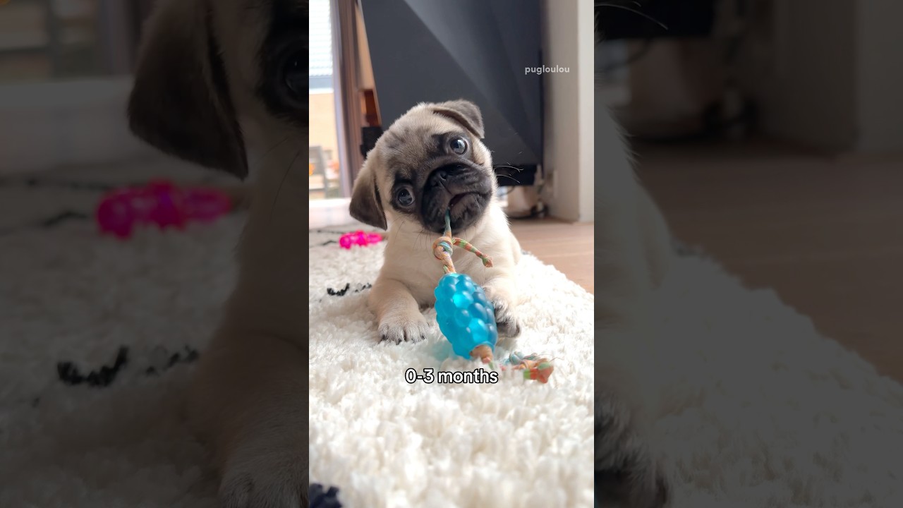 Please be aware of the three developmental stages of a puppy 😬🦖 #pug #dog #puppy