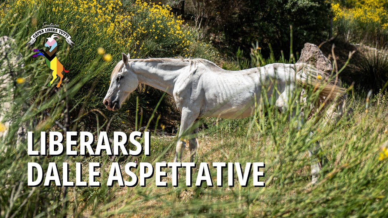 Liberarsi dalle aspettative: cosa può insegnarci la storia di un cavallo