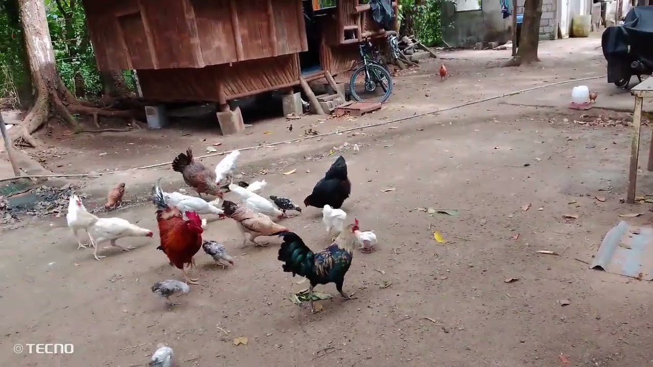 mabilis na pagpapadami ng native chicken pag Summer 