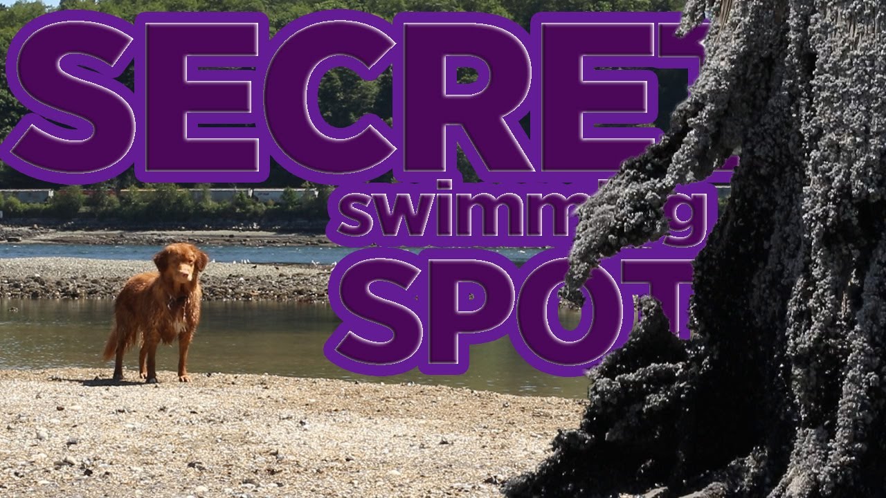 Nova Scotia Duck Toller plays in POOL that appears only when the TIDE goes out | Growing Up Qweens