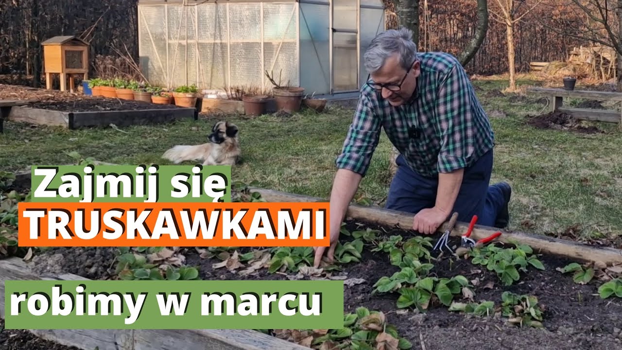 TRUSKAWKI na wiosnę. Czego potrzebują truskawki na wiosnę. Ekologiczne truskawki.
