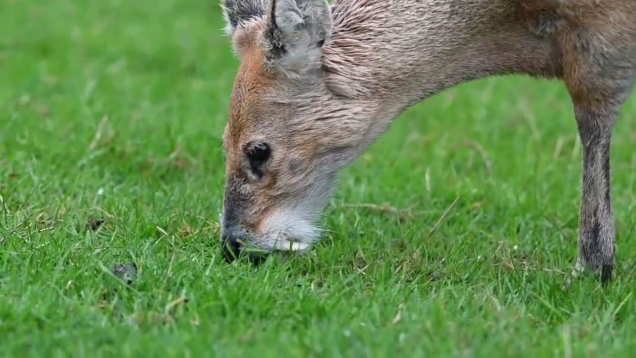 Chinese water deer buck grazing