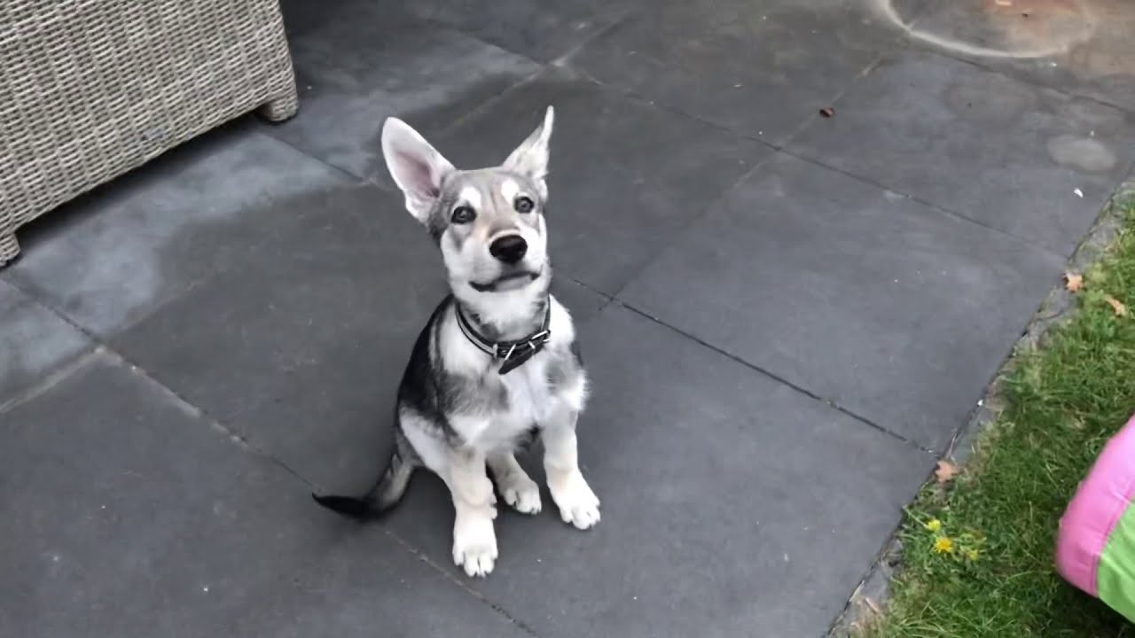 Saarloos wolfdog puppy training