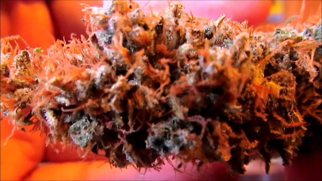 PissDrunx0420 LED Grow: S2:E21 Dark Dragon Review, Back to the Garden