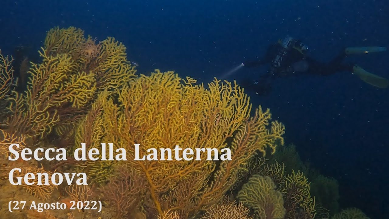 Secca della Lanterna - Genova (27-08-2022) astrospartus aragosta riccio saetta gorgonia eunicella