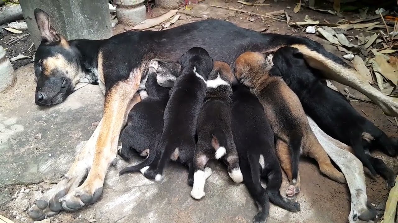 #daily life #newborn baby dogs #cute puppy #smart dog #shorts #dog lover