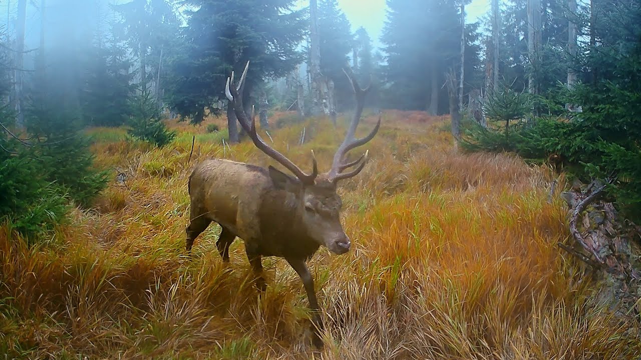 Red Deer Rut in Czech Wilderness / Trail Camera Footage
