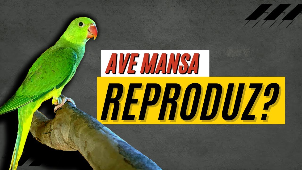 Ave mansa pode dar filhote? Entenda!
