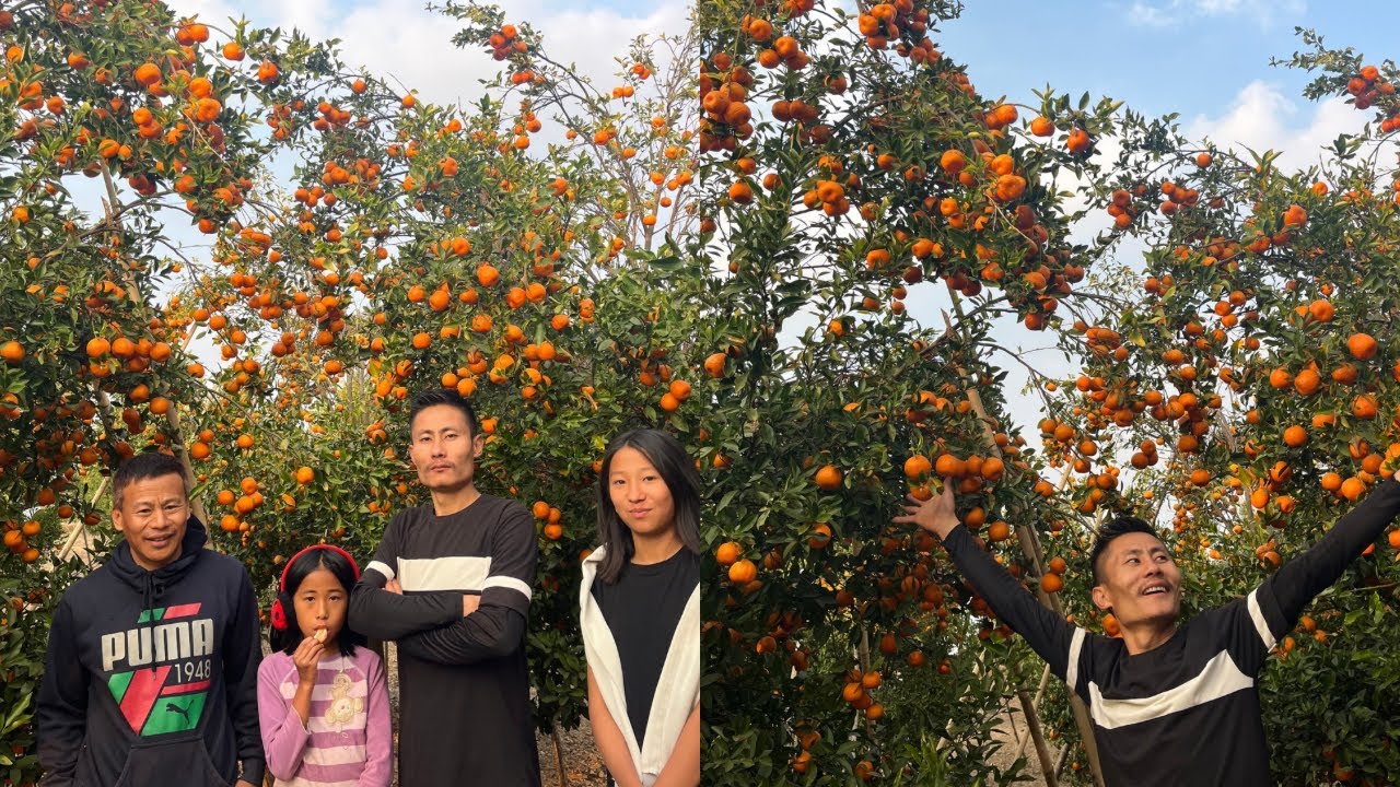 Visit to oranges 🍊 orchard /Dihoma village