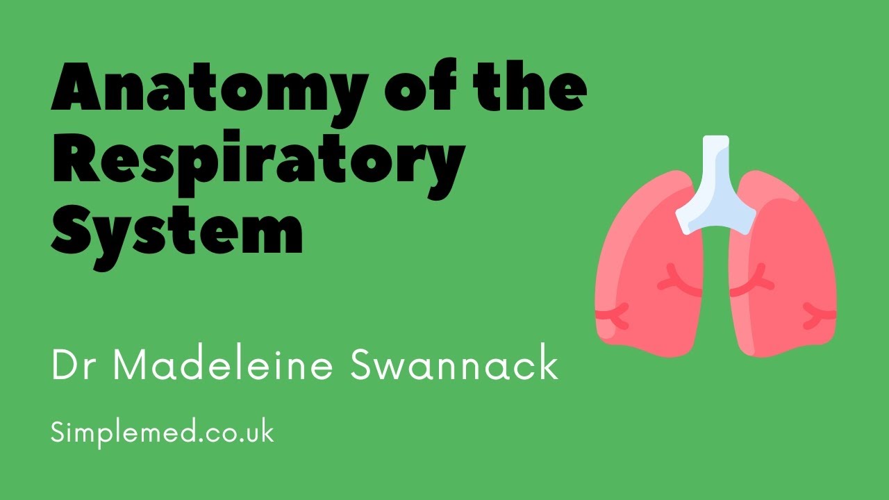 Anatomy of the Respiratory System | SimpleMed Respiratory Lecture Series | Dr Swannack