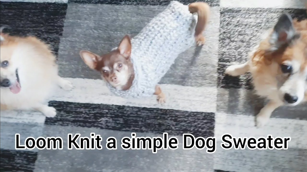 Loom Knit a Dog Sweater #loomknit #loomknitting #knit #knitting #stitch #pattern #dog #diy #craft