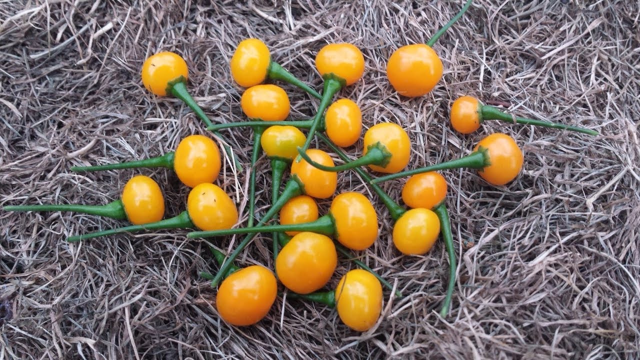 Aji Charapita Chili im Gewächshaus