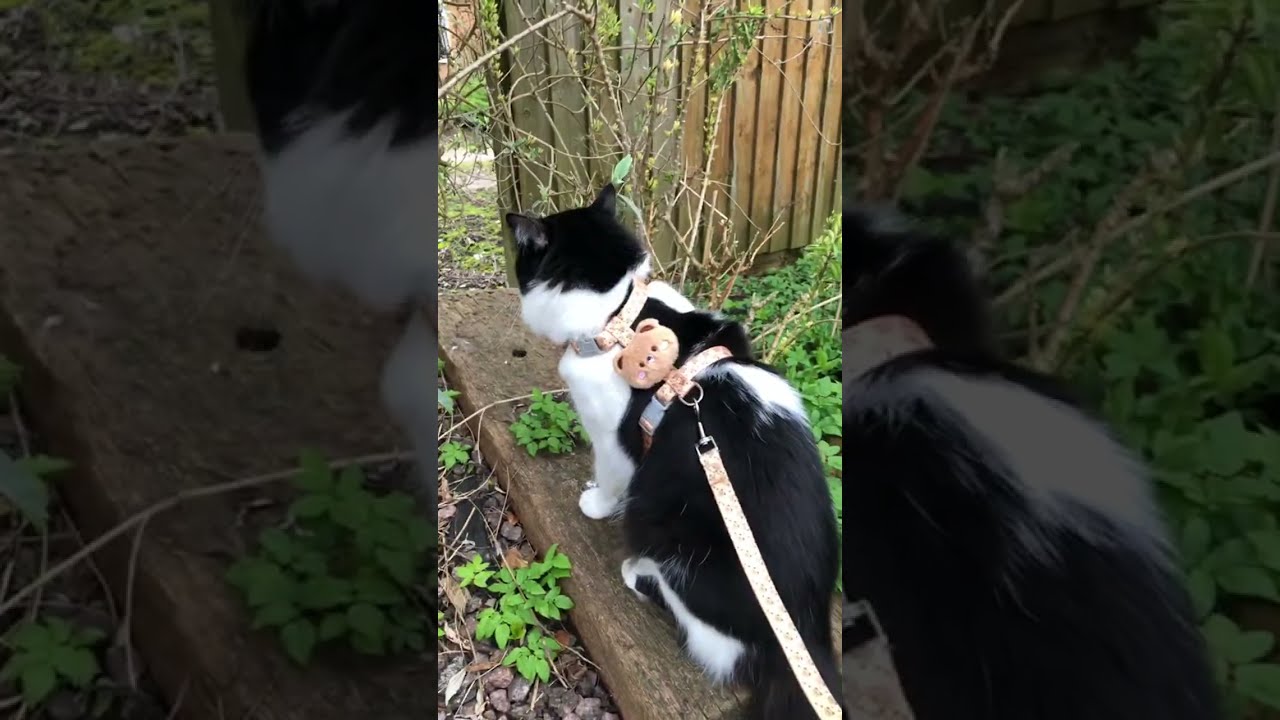 Kiyoji The Cats is live  - Yuji Enjoying the Garden with Bird Sounds 🐾🐦