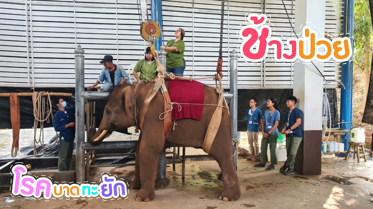 ตามติดชีวิตช้าง ตอน พลายพิทักษ์ ป่วยโรคบาดทะยัก