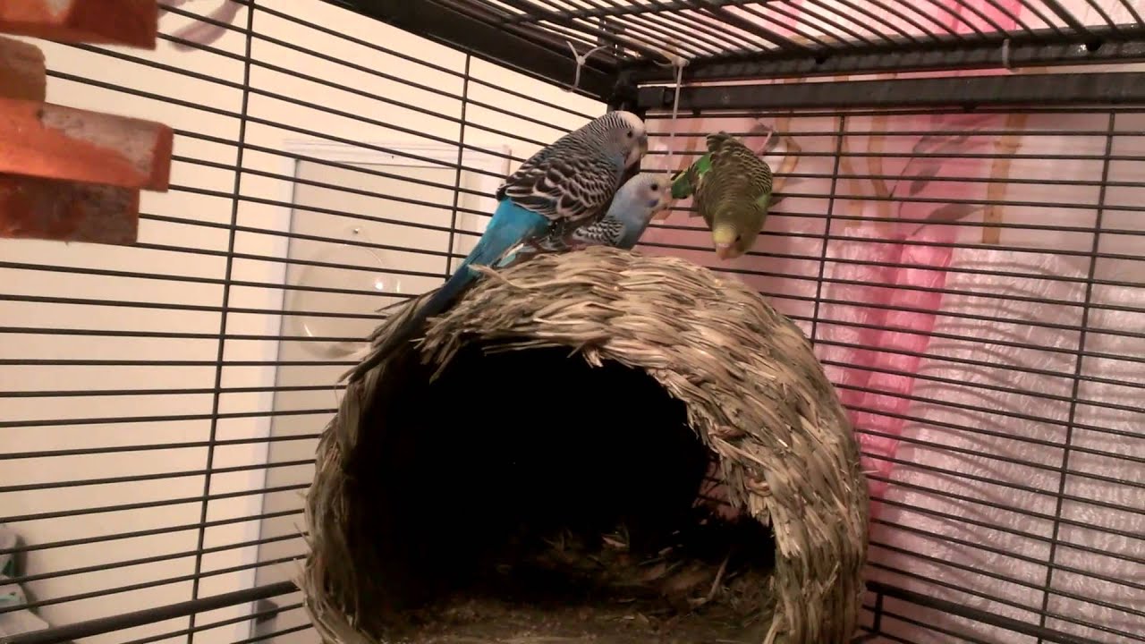 My new birds and bird cage tour