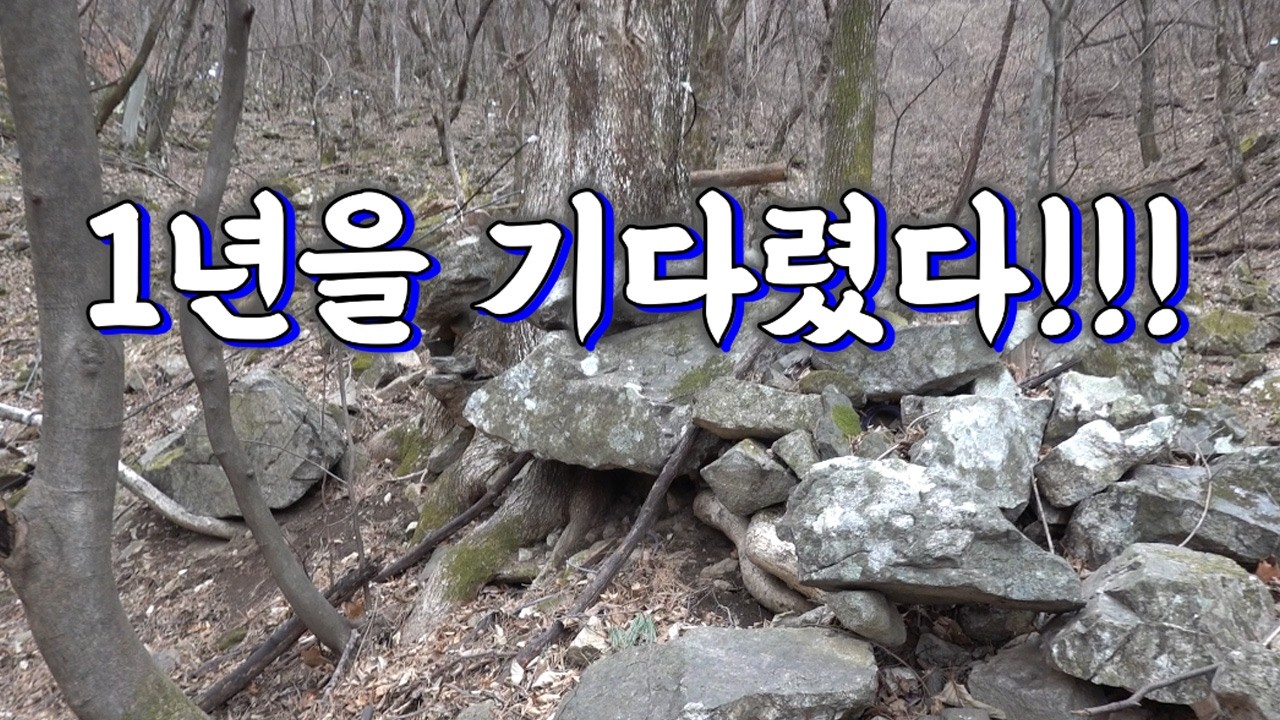 깊은 산속 원시림 딱 지금 드세요! 최고의 보물을 찾아라!! / Healthy water from a deep mountain tree!