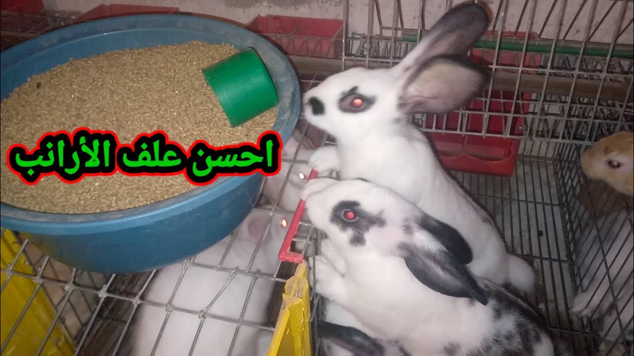 احسن نوع العلف الأرانب في المغرب لنجاح تربية الأرانب