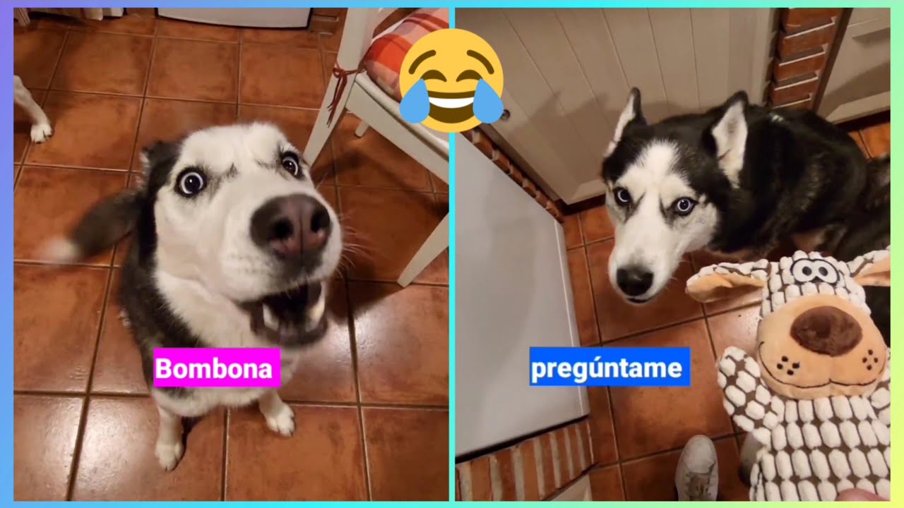 Estos HUSKIES HABLAN😮  y mantienen conversaciones con su dueño! Lo MÁS VIRAL de Max y Bombón!